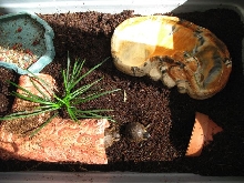 Hatchling Home