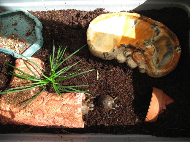 Hatchling Home