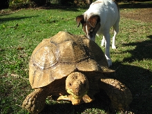 Sulcata & friend