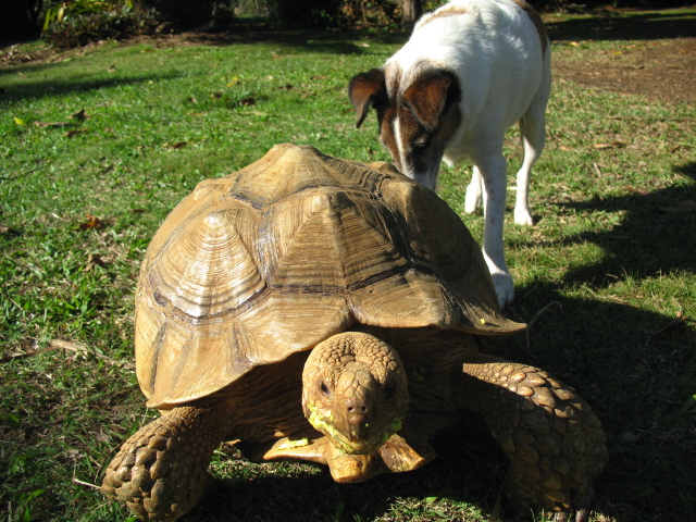 Sulcata & friend