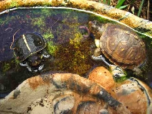 new & last year hatchlings