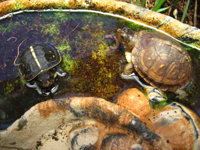 new & last year hatchlings