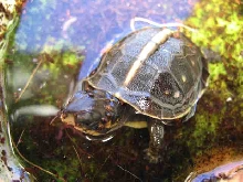 June hatchling