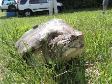 East coast snapping turtle