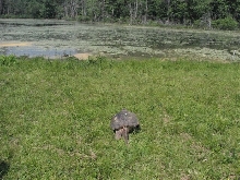 snapping turtle heading to water