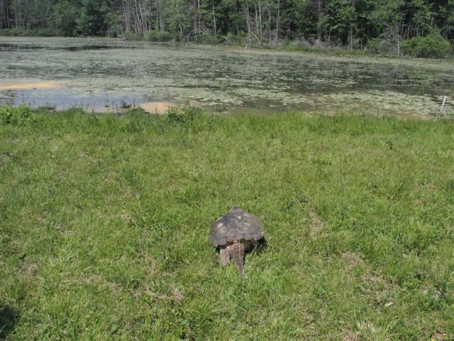 snapping turtle heading to water