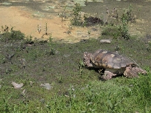 closer to snapping turtle