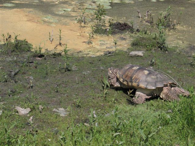 closer to snapping turtle