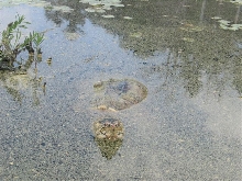 snapping turtle in water