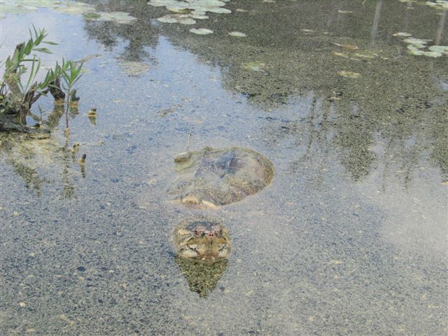 snapping turtle in water