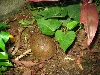 Arrigato Box Turtle