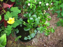 front pond