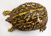 T.c. bauri ??1