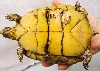 T. c. bauri ??2