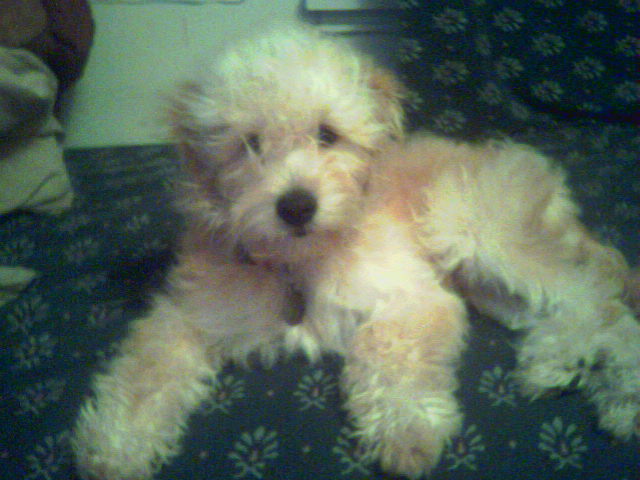 what kind of dog is this?