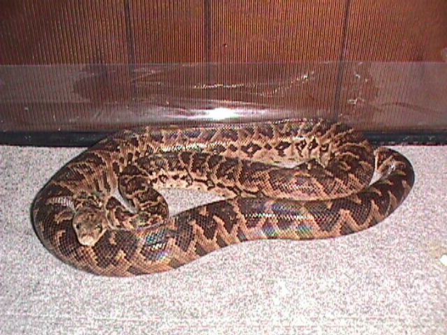 female1