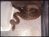 female2