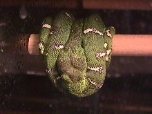 Baby Emerald Tree Boa