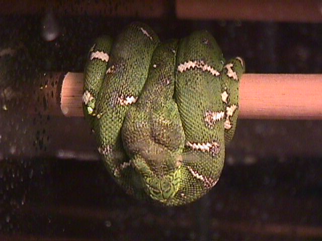 Baby Emerald Tree Boa