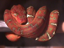 ETB