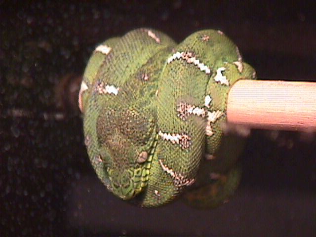 Baby Emerald Tree Boa