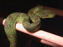 Baby Emerald Tree Boa