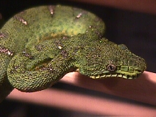Baby Emerald Tree Boa