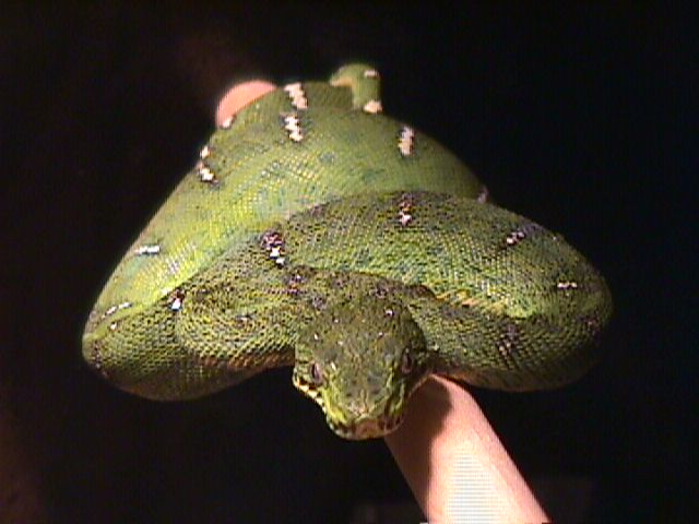 Baby Emerald Tree Boa