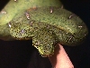 Baby Emerald Tree Boa