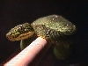Baby Emerald Tree Boa