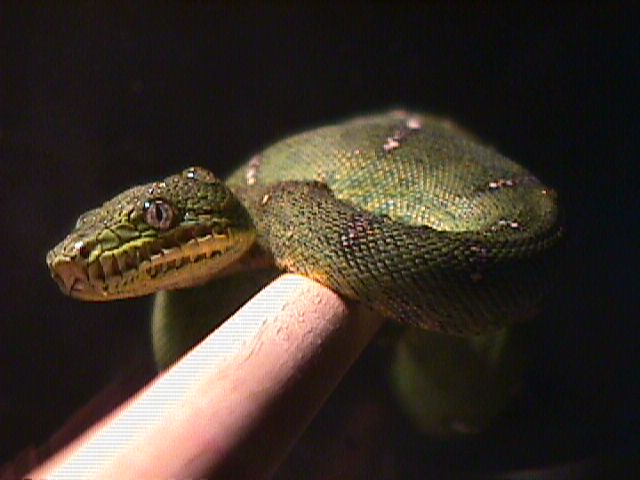 Baby Emerald Tree Boa