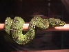 Baby Emerald Tree Boa