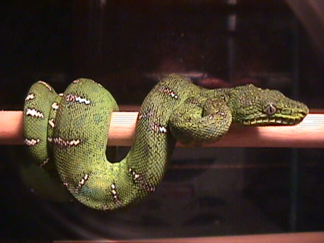 Baby Emerald Tree Boa