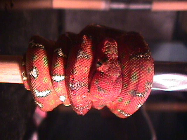 Baby Emerald Tree Boa