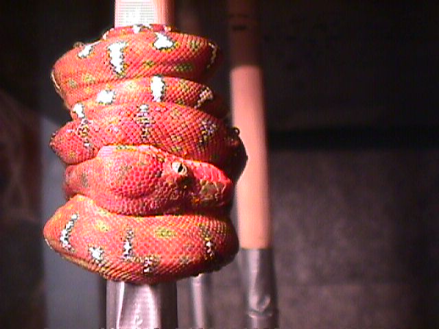 Baby Emerald Tree Boa