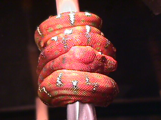 Baby Emerald Tree Boa