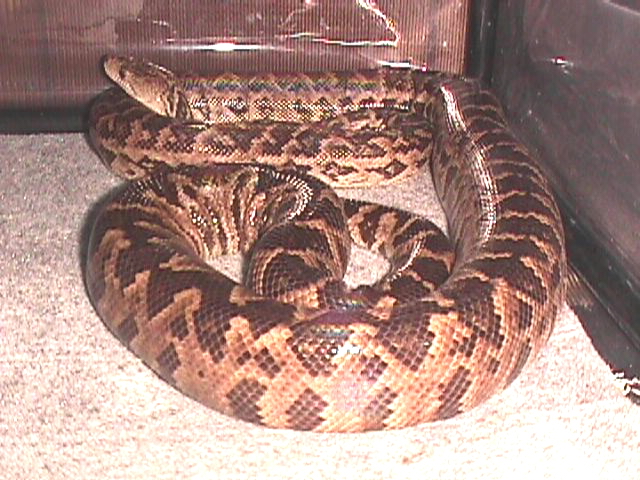 male