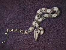baby boa