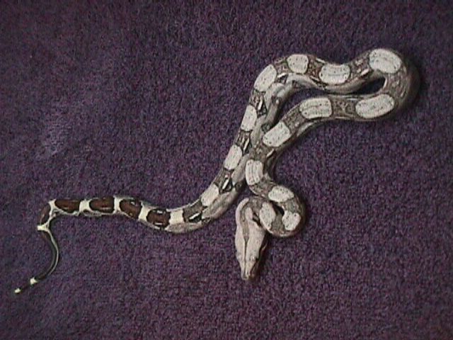 baby boa
