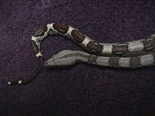 new baby
