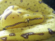 GTP