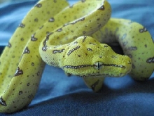 GTP