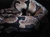 Het Pied Female