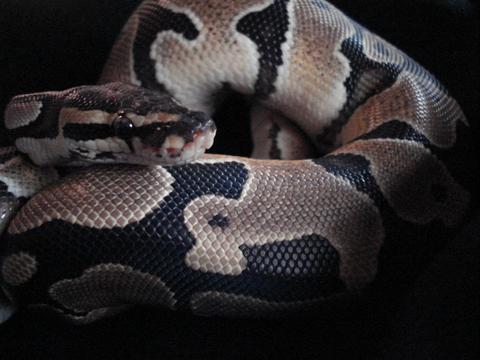 Het Pied Female