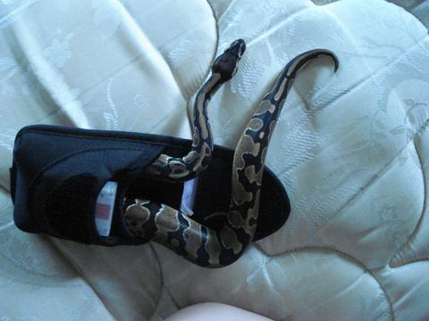 Het Pied Male