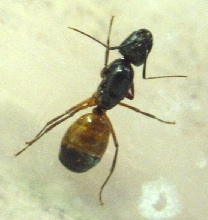 Unknown Nor Cal Ant