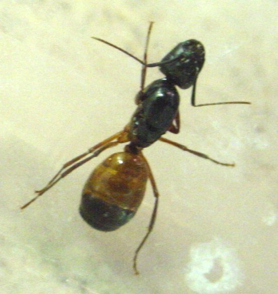 Unknown Nor Cal Ant