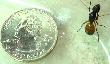 Unknown Nor Cal Ant #2