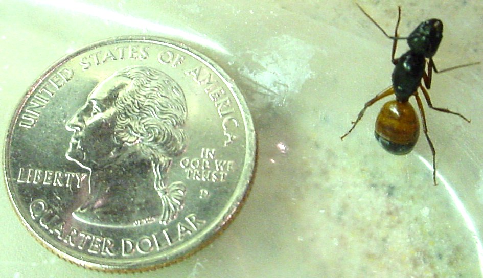 Unknown Nor Cal Ant #2