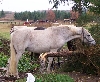 Remy del Rosa - Cognac's sire